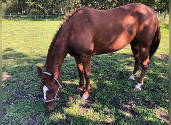Quarter pony, Jument, 6 Ans, 154 cm, Alezan
