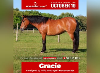 Quarter pony, Jument, 6 Ans, Bai cerise