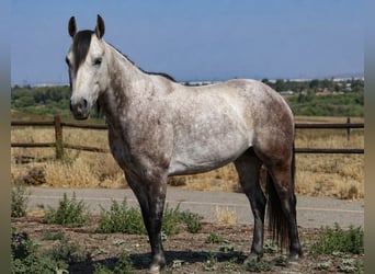 Quarter pony, Jument, 6 Ans, Gris