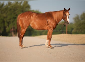 Quarter pony, Jument, 7 Ans, 127 cm, Alezan cuivré