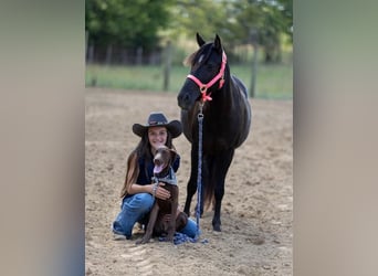 Quarter pony, Jument, 7 Ans, 127 cm, Bai brun