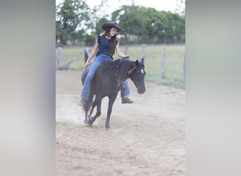 Quarter pony, Jument, 7 Ans, 127 cm, Bai brun