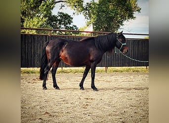 Quarter pony Croisé, Jument, 7 Ans, 135 cm, Bai brun