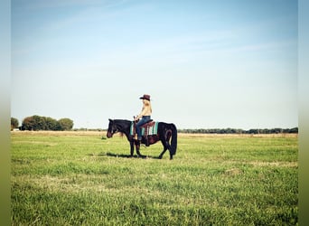 Quarter pony Croisé, Jument, 7 Ans, 135 cm, Bai brun