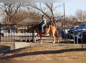 Quarter pony, Jument, 8 Ans, 132 cm, Alezan dun