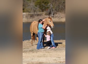 Quarter pony, Jument, 8 Ans, 132 cm, Alezan dun