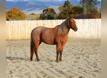 Quarter pony, Jument, 8 Ans, 135 cm, Rouan Rouge