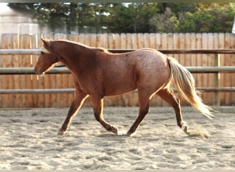 Quarter pony, Jument, 8 Ans, 135 cm, Rouan Rouge