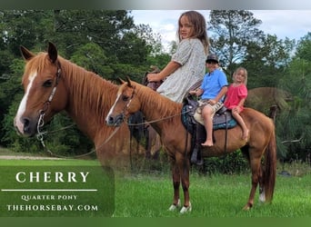 Quarter pony, Jument, 8 Ans, 140 cm, Alezan brûlé