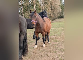 Quarter pony, Jument, 8 Ans, 142 cm, Bai
