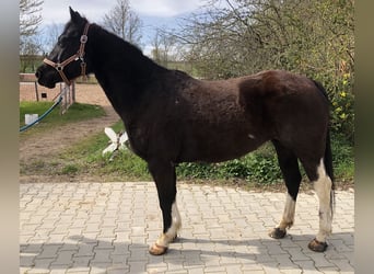 Quarter pony, Jument, 8 Ans, 145 cm, Noir