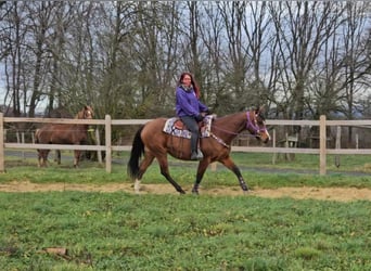 Quarter pony, Jument, 8 Ans, 152 cm, Bai