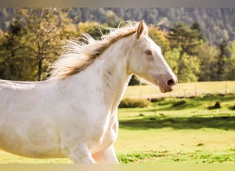 Quarter pony Croisé, Jument, 8 Ans, 155 cm, Pinto