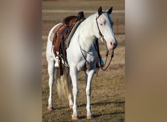 Quarter pony, Jument, 9 Ans, 130 cm, Blanc