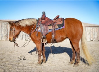 Quarter pony, Jument, 9 Ans, 137 cm, Alezan cuivré