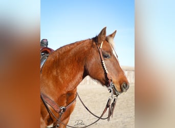 Quarter pony, Jument, 9 Ans, 137 cm, Alezan cuivré