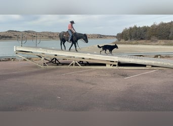 Quarter pony, Jument, 9 Ans, 142 cm, Rouan Bleu
