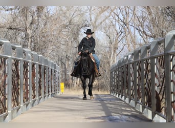 Quarter pony, Jument, 9 Ans, 145 cm, Rouan Bleu