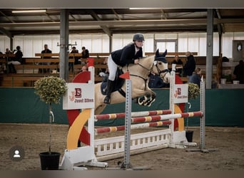 Quarter pony Croisé, Jument, 9 Ans, 147 cm, Buckskin