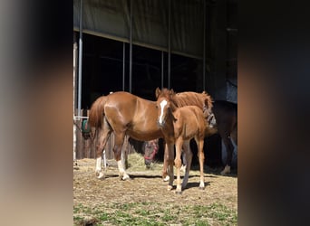 Quarter pony Croisé, Jument, Poulain (05/2024), 145 cm, Alezan