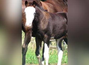 Quarter pony, Jument, Poulain (06/2023), 148 cm, Overo-toutes couleurs