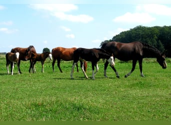 Quarter pony, Jument, Poulain (06/2023), 148 cm, Overo-toutes couleurs