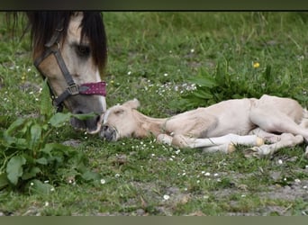 Quarter pony, Jument, Poulain (05/2024), 150 cm, Palomino