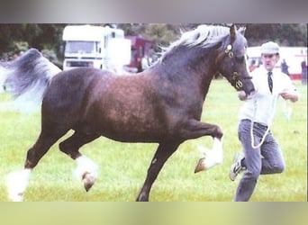 Quarter pony, Jument, Poulain (05/2024), 153 cm, Palomino