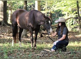Quarter Pony, Klacz, 10 lat, 142 cm, Kasztanowata