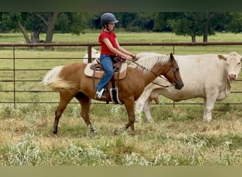 Quarter Pony, Klacz, 10 lat, Izabelowata