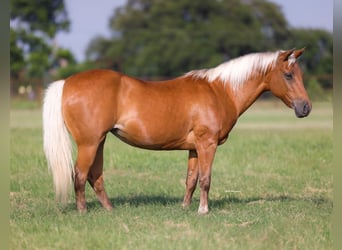 Quarter Pony, Klacz, 10 lat, Izabelowata