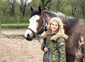 Quarter Pony, Klacz, 11 lat, 155 cm, Overo wszelkich maści