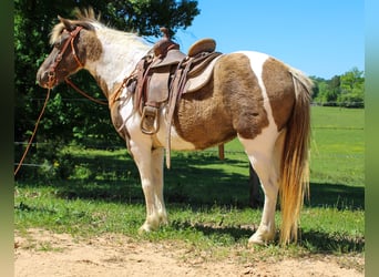 Quarter Pony, Klacz, 12 lat, 130 cm, Grullo
