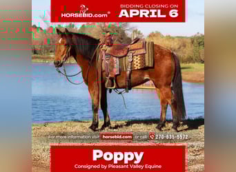 Quarter Pony, Klacz, 12 lat, 140 cm, Gniada