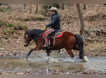 Quarter Pony, Klacz, 12 lat, 140 cm, Gniada