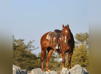 Quarter Pony, Klacz, 12 lat, 142 cm, Cisawa