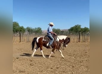 Quarter Pony, Klacz, 13 lat, 135 cm, Tobiano wszelkich maści