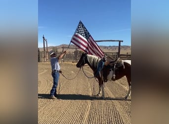 Quarter Pony, Klacz, 13 lat, 135 cm, Tobiano wszelkich maści