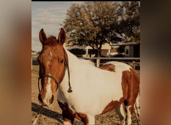 Quarter Pony, Klacz, 13 lat