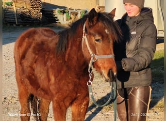 Quarter Pony Mix, Klacz, 1 Rok, 148 cm, Gniada