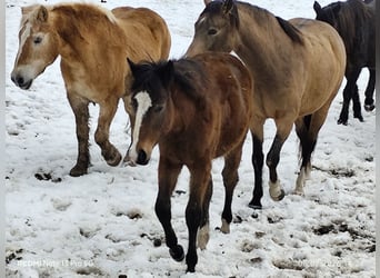 Quarter Pony Mix, Klacz, 1 Rok, 150 cm, Gniada