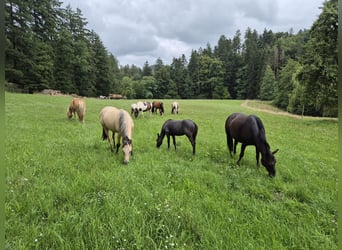 Quarter Pony, Klacz, 1 Rok, 150 cm, Gniada