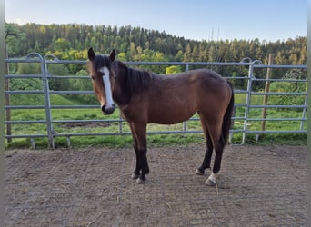 Quarter Pony, Klacz, 1 Rok, 150 cm, Gniada