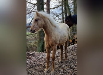 Quarter Pony, Klacz, 1 Rok, 150 cm, Izabelowata