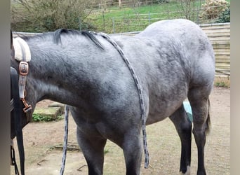Quarter Pony, Klacz, 1 Rok, 157 cm, Karodereszowata