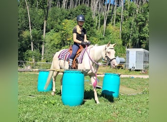 Quarter Pony, Klacz, 3 lat, 140 cm, Szampańska