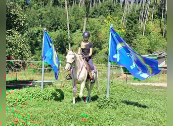 Quarter Pony, Klacz, 3 lat, 140 cm, Szampańska