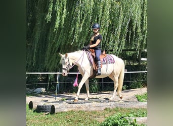 Quarter Pony, Klacz, 3 lat, 140 cm, Szampańska