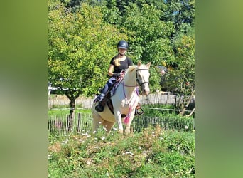 Quarter Pony, Klacz, 3 lat, 140 cm, Szampańska