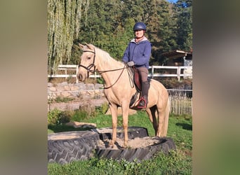 Quarter Pony, Klacz, 3 lat, 142 cm, Izabelowata